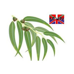 E-liquide eucalyptus E-liquide eucalyptus